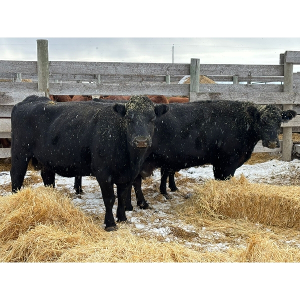 Hendricks Enterprises - 4 Mature Cows (Pen 512)