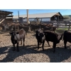 Image 6 : Alan Fridlington - 730# May Delivery Heifers - 162 Head (Kersley, BC)