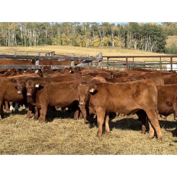 Grote Ranch - 520# Sept/Oct Delivery Steer Calves - 80 Head (Crestomere, AB)