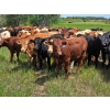 Image 2 : Ranahan Ranch - 700# June/July Delivery Grass Steers - 84 Head (Whitewood, SK)
