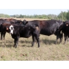 Image 10 : Leib Farm & Ranch Ltd. - 710# October Delivery Steer Calves - 85 Head (Southey, SK)