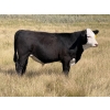 Image 6 : Andrew Cattle Co. - 700# October Delivery Steer Calves - 85 Head (Regina, SK)