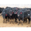 Image 2 : Little Rainbow Ranch - 690# March Delivery Steers - 176 Head (Moosomin, SK)
