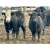 Image 3 : In The Coulee Ranch - 820# February Delivery Steers - 36 Head (Pincher Creek, AB)