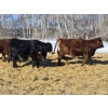 Image 3 : 7L Ranch - 845# March Delivery Steers - 72 Head (Lakeland, MB) VBP+