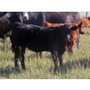 Image 8 : Sheldon Orban - 600# October Delivery Steer Calves - 60 Head (Cupar, SK)