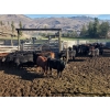 Image 3 : John Lindquist/Haynes Ranch - 610# November Delivery Steer Calves - 80 Head (Rock Creek, BC)