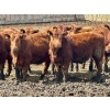 Image 9 : Greybanks Ranch - 870# April Delivery Steers - 110 Head (Three Hills, AB)