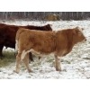Image 10 : Terry Sliworsky - 710# November Delivery Steer Calves - 178 Head (Meadow Portage, MB)