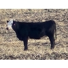 Image 3 : Burnt Out Creek Ranch - 50 Black/BBF Simm/Angus X May/June Calving Bred Heifers (Crooked River, SK)