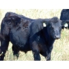Image 3 : Kelly Meier - 650# November Delivery Steer Calves - 30 Head (Hays, AB)