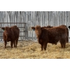 Image 13 : Winn Man Farms - 780# March Delivery Steers - 78 Head (Winnipegosis, MB)