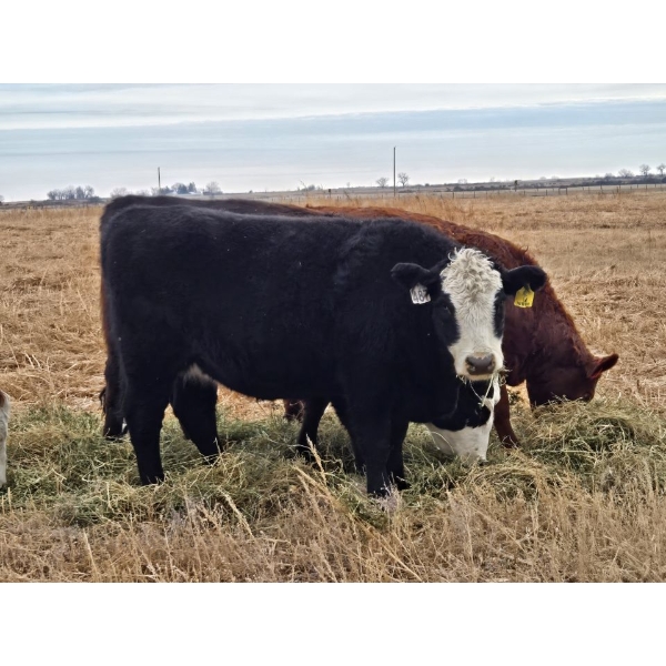 Coyote Tree Ranching - 4 BBF Heifers (Pen 318)