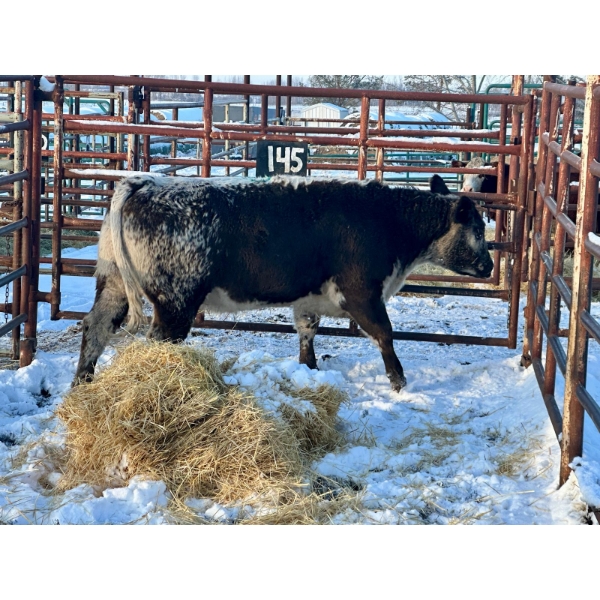 Crooked Creek Ranch - 1 Second Calver (Pen 145)