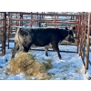 Image 1 : Crooked Creek Ranch - 1 Second Calver (Pen 145)