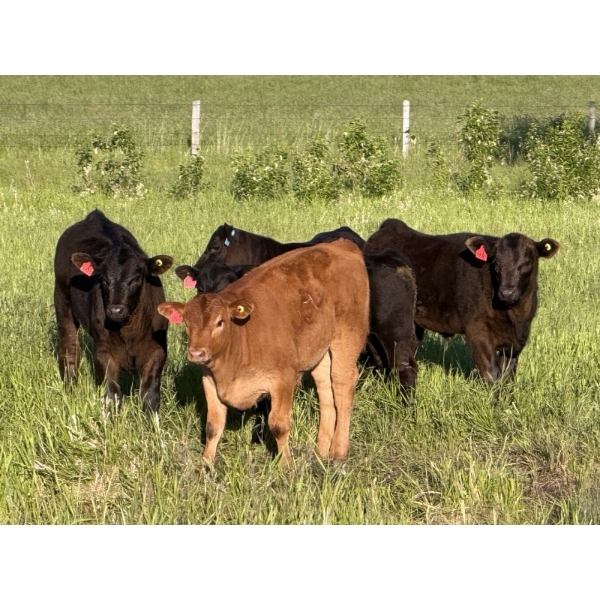 CTE Mueller Farms - 640# October Delivery Steer Calves - 60 Head (Olds, AB)