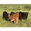 Image 1 : CTE Mueller Farms - 640# October Delivery Steer Calves - 60 Head (Olds, AB)