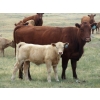 Image 1 : Wolfer Ranching/Wolfer Cattle Co. - 575# October Delivery Heifer Calves - 60 Head (Tilley, AB)
