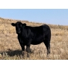 Image 3 : Herbert Ranching - 880# September Delivery Grass Heifers - 125 Head (Wainwright, AB)
