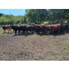 Image 3 : McDougald Ranch Ltd. - 820# September Grass Heifers - 75 Head (Maple Creek, SK)