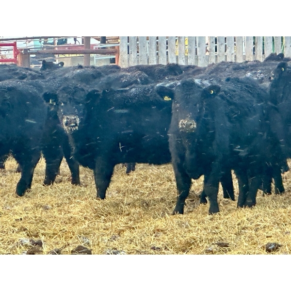 Blue Moon Cattle Co. - 830# March Delivery Weaned Heifers - 65 Head (Irricana, AB)