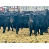 Image 1 : Blue Moon Cattle Co. - 830# March Delivery Weaned Heifers - 65 Head (Irricana, AB)