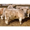 Image 6 : Stahlville Colony - 960# January Delivery Heifers - 81 Head (Rockyford, AB)