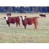 Image 9 : Out West Ranches Ltd. - 610# October Delivery Steer Calves - 100 Head (Williams Lake, BC)