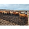 Image 2 : Cattlewood Farms Ltd. - 785# June Delivery Steers - 28 Head (Fincastle, AB)
