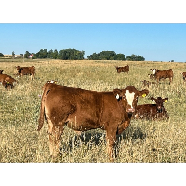 Evans Family (Gary, Carla & Keith) - 600# Steer Calves - 100 Head (Bassano, AB)