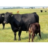 Image 5 : Richard Beekman - 540# November Delivery Heifer Calves - 30 Head (Strathmore, AB)