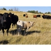 Image 4 : Farming Valley Ranch (Ben Tateson) - 590# November Delivery Steer Calves - 100 Head (Cereal, AB)