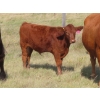 Image 9 : Thackeray Land & Cattle Inc. - 580# November Delivery Steer Calves - 80 Head (Goodwater, SK)