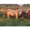 Image 11 : Tanner Grose & Robin Poole - 910# September Delivery Grass Heifers - 68 Head (Moosomin, SK)