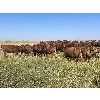 Image 3 : Clay Ridge Farms Inc. - 800# September Grass Heifers - 50 Head (Big Stone, AB)