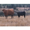 Image 2 : Seven O Ranches - 625# Steer Calves - 100 Head (Kamloops, BC)