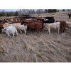 Image 3 : Mark & Cara Haywood-Farmer - 525# October Delivery Heifer Calves - 100 Head (Kamloops, BC)