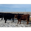 Image 4 : Riverview Farming Co. - 1025# March Delivery Steers - 60 Head (Saskatoon, SK)