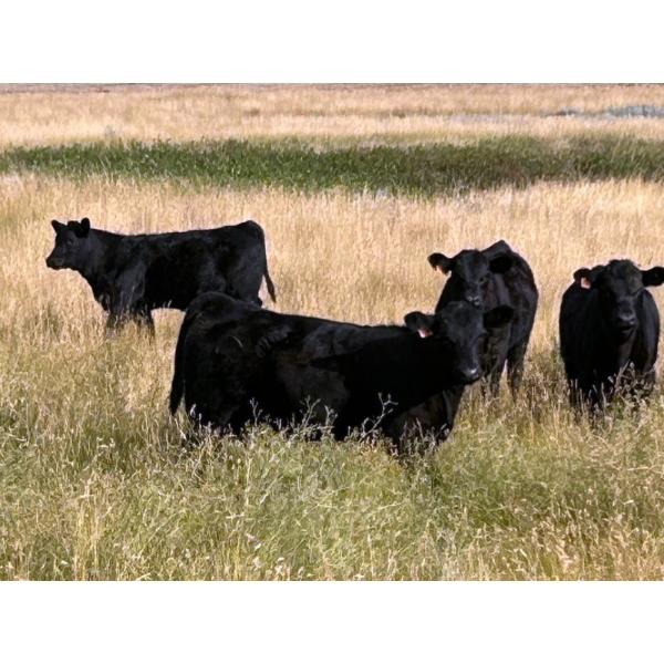 Wayne Rathe - 540# October Delivery Heifer Calves - 70 Head (Medicine Hat, AB)