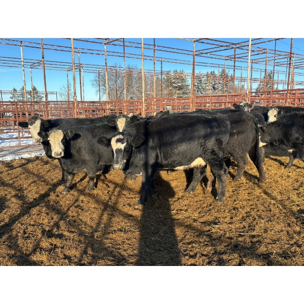 Crooked Creek Ranch - 12 Second Calvers (Pen 402B)