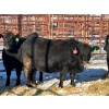 Image 4 : Fox Cattle Co. - 10 Black Heifers (Pen 521)