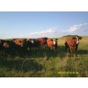 Image 2 : DJC Ranch - 1050# September Delivery Grass Steers - 58 Head (Rabbit Lake, SK)