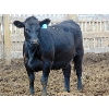 Image 2 : PSV Farms Ltd. - 925# Heifers - 150 Head (Enchant, AB)