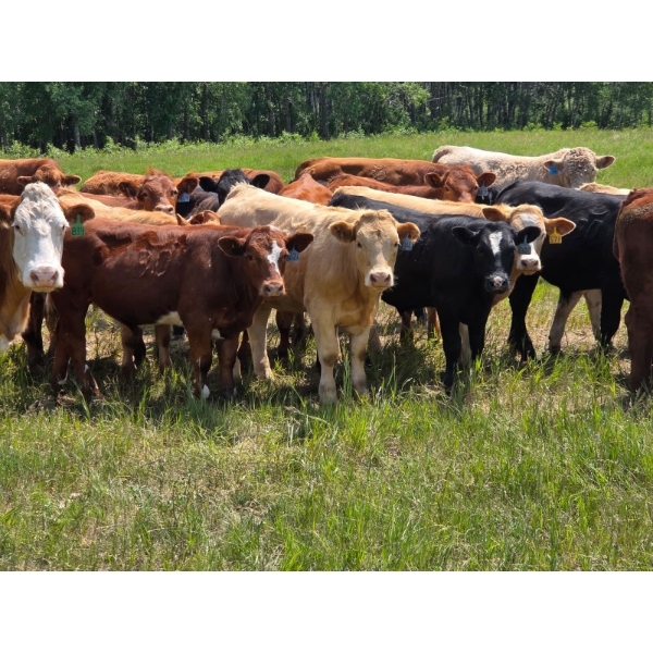 Ranahan Ranch - 700# June/July Delivery Grass Steers - 84 Head (Whitewood, SK)