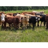 Ranahan Ranch - 700# June/July Delivery Grass Steers - 84 Head (Whitewood, SK)
