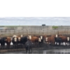 Image 3 : South Island Farms - 865# August Delivery Heifers - 120 Head (Bow Island, AB)