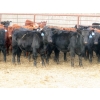 Image 2 : L & J Ranch - 830# March Delivery Heifers - 75 Head (Harptree, SK)