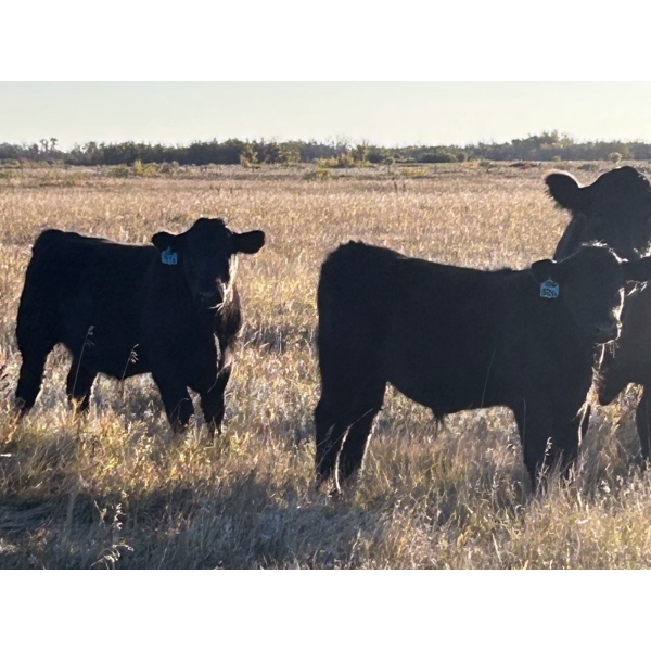 Jordan & Kelli Hoopfer - 660# November Delivery Steer Calves - 90 Head (Gadsby, AB)