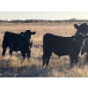 Image 1 : Jordan & Kelli Hoopfer - 660# November Delivery Steer Calves - 90 Head (Gadsby, AB)