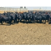 Image 2 : M.S. MacLean Livestock - 1020# May Delivery Steers - 59 Head (Coaldale, AB)